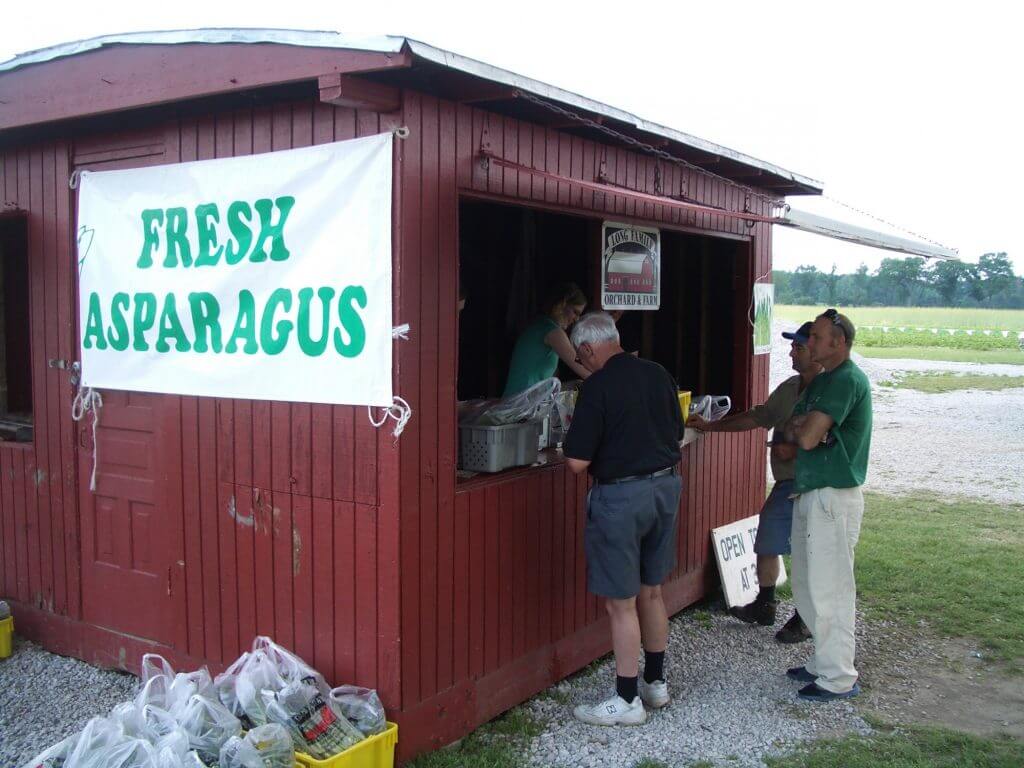 Fresh hand-snapped Michigan asparagus at Long Family Orchard