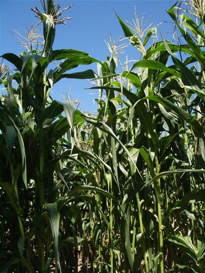 Rows of Long Family Orchard sweet corn growing in Commerce Township
