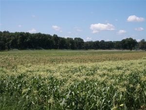 The crop fields the on-farm weather station monitors at Long Family Orchard