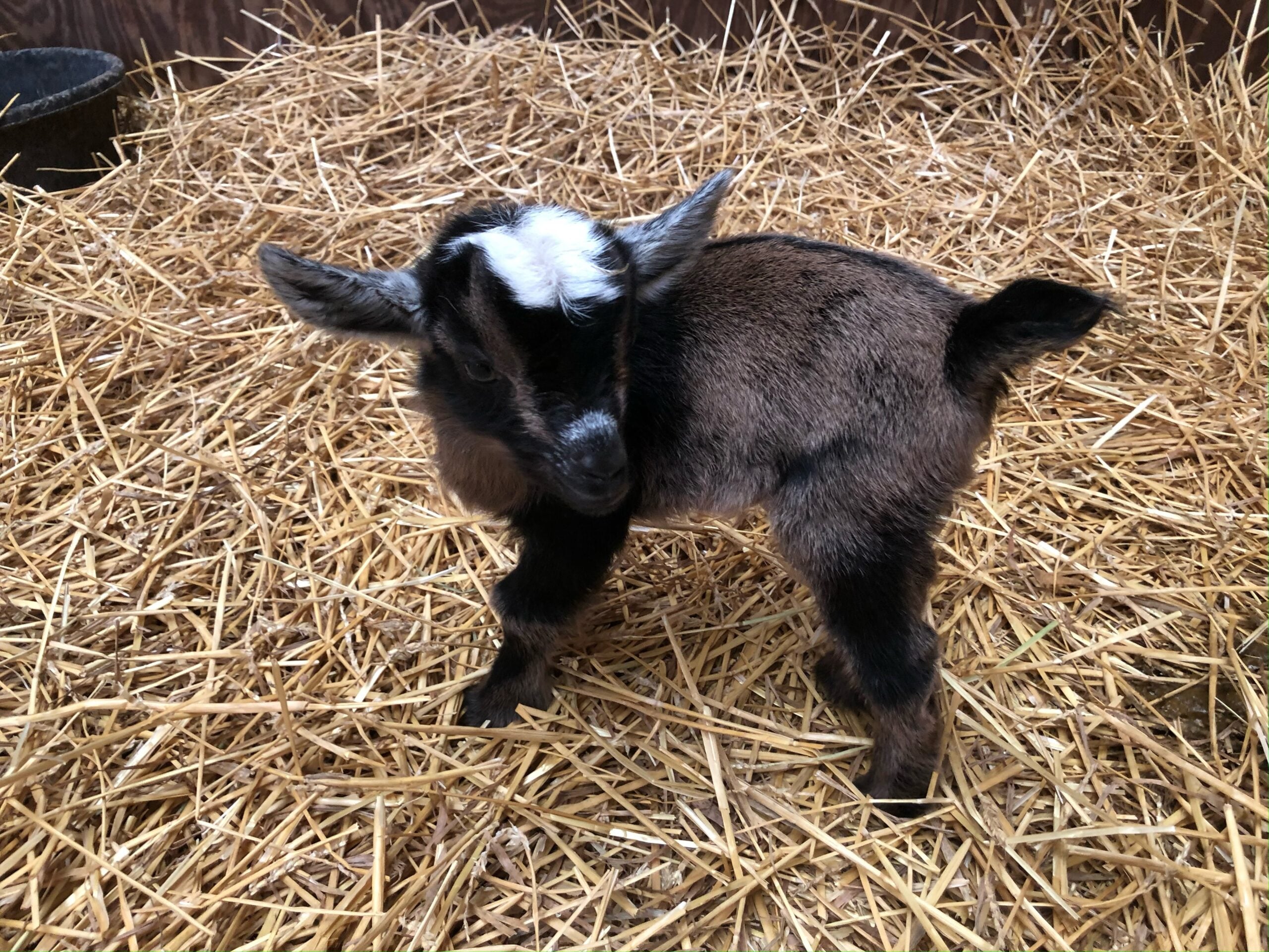 One of the petting farm goats at Long Family Orchard