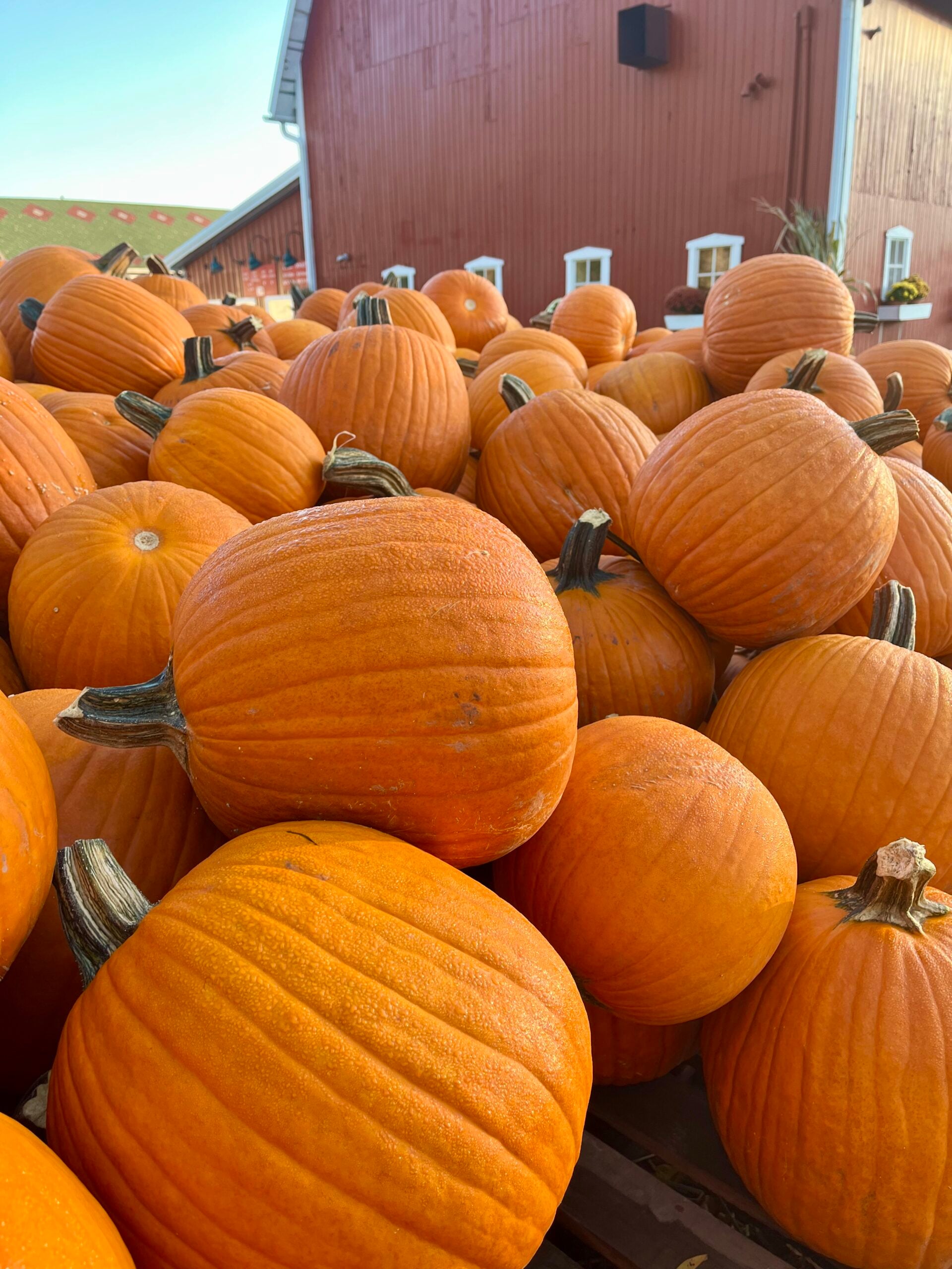 Pumpkins at the Long Family Orchard u-pick pumpkin patch