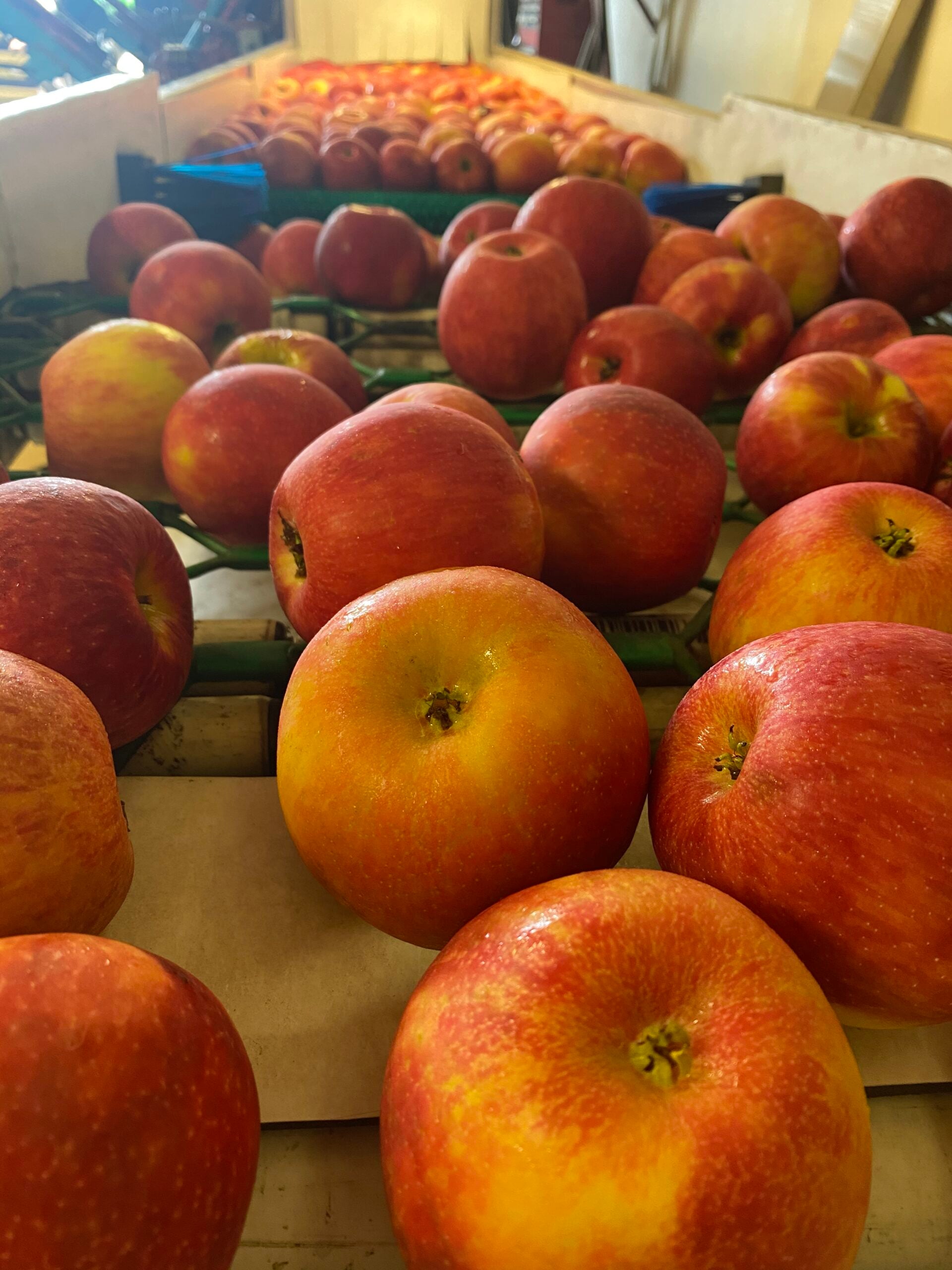 Fresh-picked apples at Long Family Orchard in Commerce Township