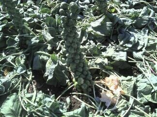 Brussels sprouts grown at Long Family Orchard