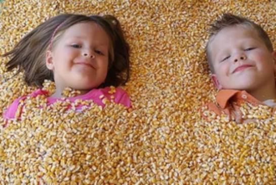 Kids playing in the corn box at the Long Family Orchard Fun Farm