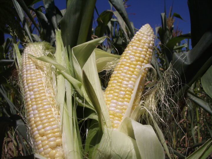 Bi-color sweet corn at the Long Family Orchard drive-thru stand
