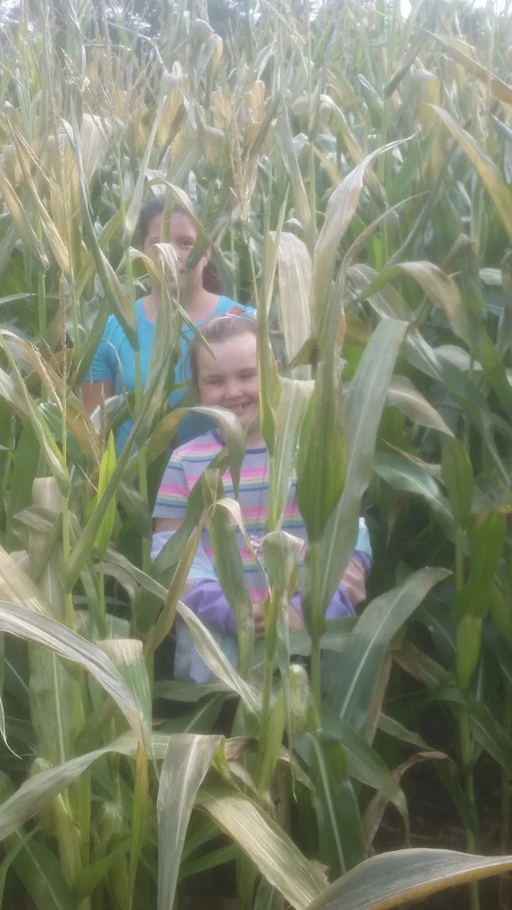 Kids walking the corn maze at Long Family Orchard