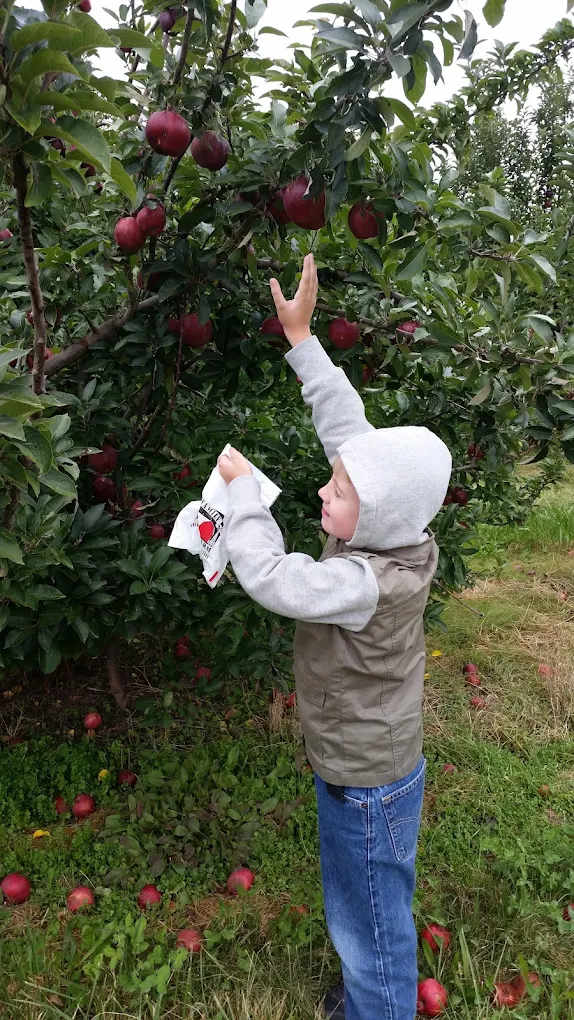 A kid reaching for an apple while apple picking at Long Family Orchard