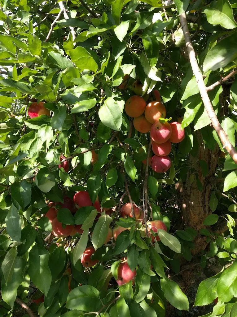 Apples ripening on the tree in the Long Family Orchard in Commerce Township