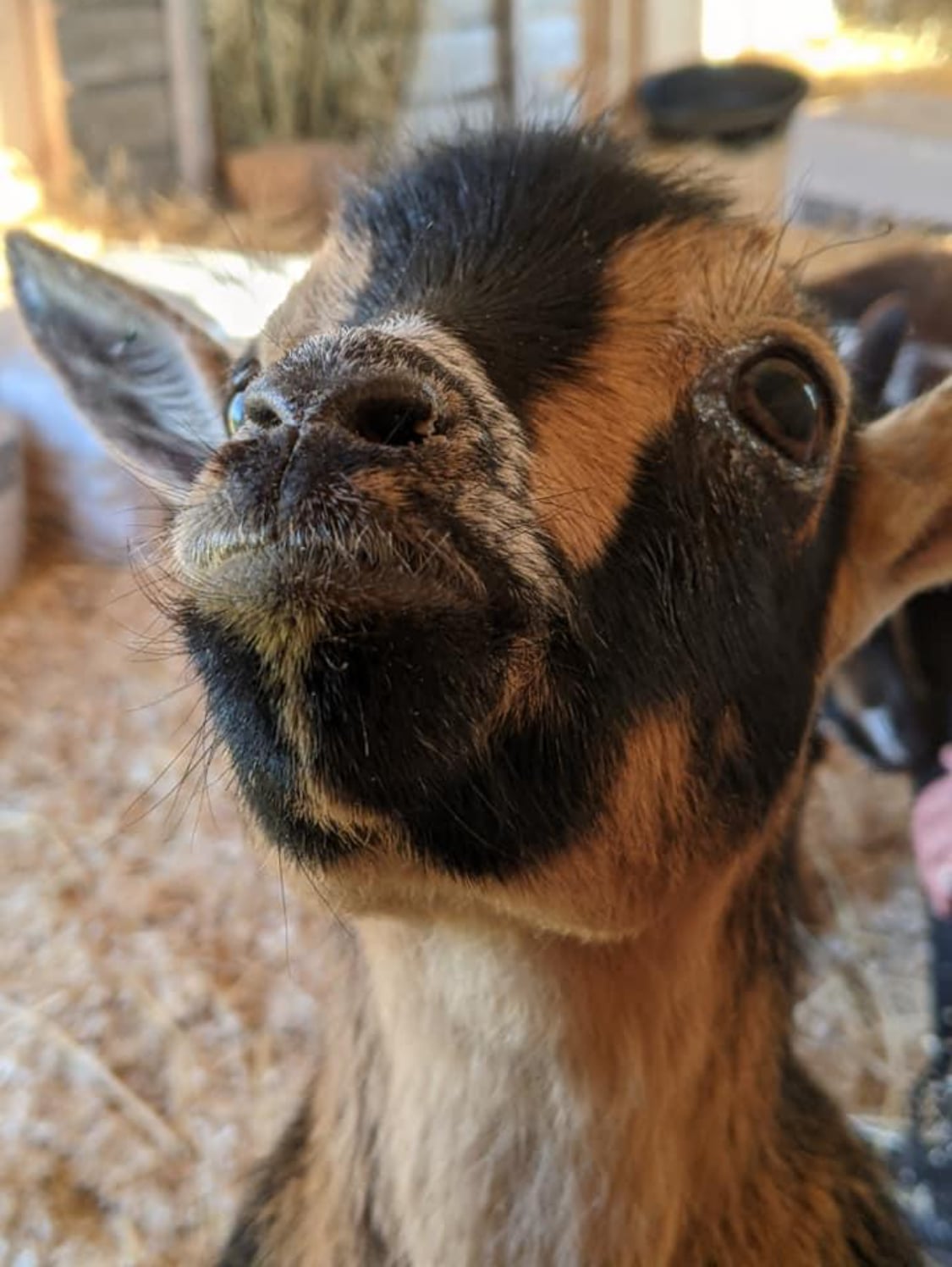 A goat at the Long Family Orchard petting farm