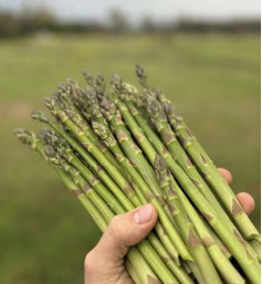 A handful of fresh-picked asparagus at Long Family Orchard